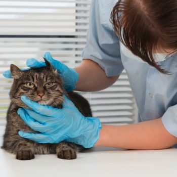 Comprehensive Guide to Understanding and Managing Glaucoma in Cats