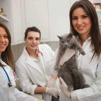 Innovative Veterinary Practices in Dubai