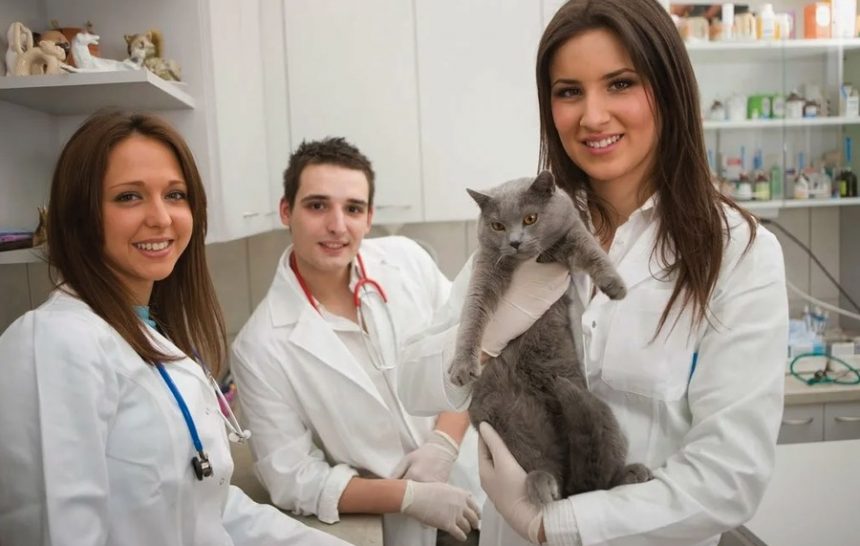 Innovative Veterinary Practices in Dubai